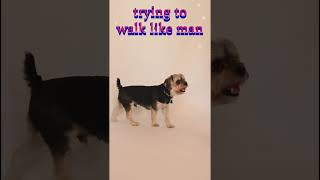 Trying to walk like man animals dog doglover animalkingdom [upl. by Neetsirk]