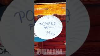 Pomana porcului 15 lei  100g si frigărui dolofane  Zilele Bacăului [upl. by Ennairac]