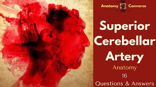 Superior Cerebellar Artery Anatomy Flashcards 16 QampA flashcards [upl. by Myo]