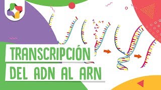 Transcripción del ADN [upl. by Yekcor289]