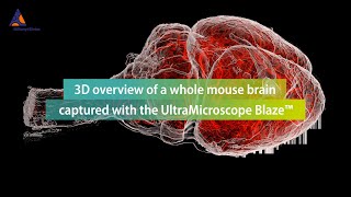 3D overview of a whole mouse brain captured with the UltraMicroscope Blaze™ [upl. by Esinal435]