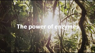 Power of Enzymes  Spanish [upl. by Ynohtnaleahcim]