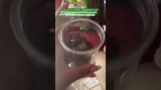 Using Fill Me Planters from plantdwithjaecom for Alocasia chonk and corm propagation [upl. by Lahcsap299]