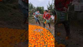 Beautiful Juice Orange 🍊🍊 Fruit Harvest from Farm With Rural Farmer Activites shorts satisfying [upl. by Adehsor880]