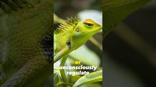 How Do Chameleons Change Color [upl. by Aikat]