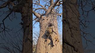 Hunted A Big Male Baboon For Lunch Todayshortsfeed africa [upl. by Najtsirk]