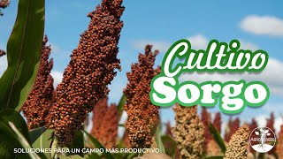 Cultivo de sorgo características [upl. by Boorman]