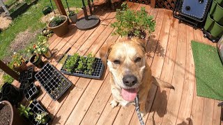 How I handle chlorosis after tons of rain and Gus learns to be a good dogsort of [upl. by Nissensohn642]