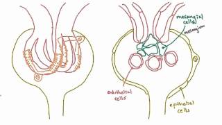 Podocytes  structure and function [upl. by Saile89]