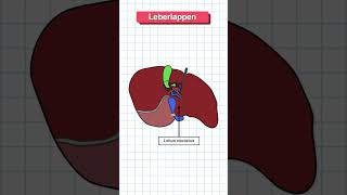 Aufbau der Leber in 60 Sekunden erklärt medizin anatomie medizinstudium [upl. by Annai]