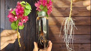 Just Coca Bougainvillea Branches Grow Roots Like Crazy Overnight [upl. by Zaneta]