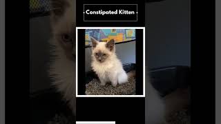 Constipated Kitten  ftDailyDoseOfInternet [upl. by Tayib81]