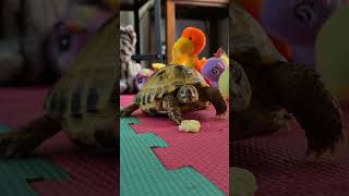 Trunky the Horsefield Tortoise eating outside the box veronikakoleva2372 shorts pets tortoise [upl. by Eseela277]