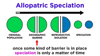 Types of Speciation Allopatric Sympatric Peripatric and Parapatric [upl. by Hares991]