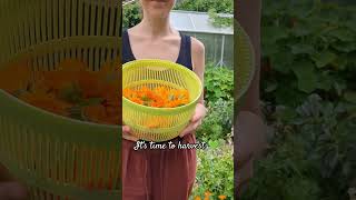 Harvesting calendulas organicgardening urbangardening growyourownfood [upl. by Hsima]