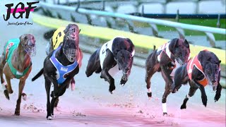 Greyhound Racing Masters – 500m Championship in Under 31 Seconds🔥 [upl. by Tips]