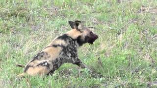 Wild Dogs with Kill  Londolozi [upl. by Weksler47]