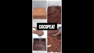 पौधों में कोकोपीट यूज़ करने का सबसे सही तरीका  How to Use Cocopeat in Garden [upl. by Seldun]