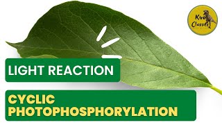 Cyclic Photophosphorylation in Light Reaction  Photosynthesis in Higher Plants Class 11 [upl. by Si]