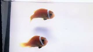 Rose Nigripes Clownfish WYSIWYG Pair at Pacific East Aquaculture [upl. by Nivak65]