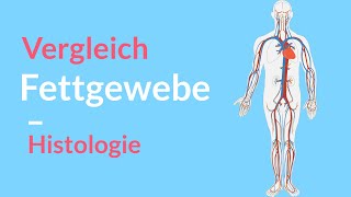 Vergleich von weißen und braunen Fettgewebe 🤓 Univakouläre vs Plurivakouläre Fettzellen Histologie [upl. by Ainyt646]