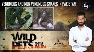 Venomous and Non Venomous Snakes in Pakistan  Wild Pets with Aun 4th August 2019 [upl. by Lise]