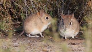 Elephant Shrews dancing in the morning sun [upl. by Orabel918]