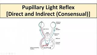 hirschberg corneal reflex tes  how to perform hirschberg test  hirschberg test explained [upl. by Okoyik]