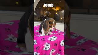 The Scent Seeker Discovering the Beagle Beagle ScentHound FamilyPet [upl. by Mauri244]