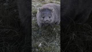 Sweet Wombat Encounter tasmania animal wombat [upl. by Meng]