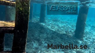 Snorkling in the Maldives from an Overwater Bungalow at the Velassaru Hotel Resort Maldives [upl. by Diannne]