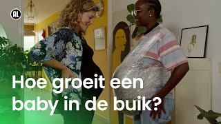 Hoe groeit een baby in de buik [upl. by Dodds183]