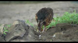 Blue billed Curassow । Critically endangered species । Crax alberti [upl. by Yleak]