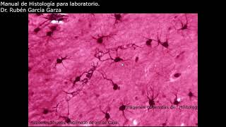 Manual de laboratorio C12 ACT1 Astrocitos fibrosos microglia y oligodendrocitos [upl. by Gelasius]