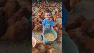 Rural children novice chicken farmers rural freerange chickens freerange chickens 163 [upl. by Yorel]