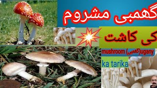 گھمبی مشروم کی کاشت how to grow mushrooms mushroom farming in Pakistan [upl. by Bernat]