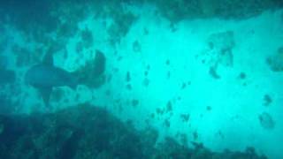 diving  shark in Jamaica  August 16 2010 [upl. by Virnelli]