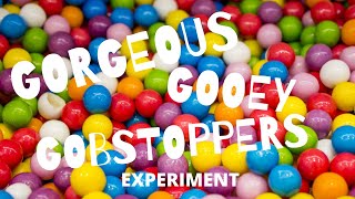 Gorgeous Gooey Gobstoppers Candy Science Experiment [upl. by Gabrielli]