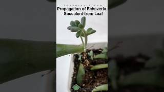 Best Propagation of Echeveria Succulent from Leaf echeveria plantcare [upl. by Doe489]