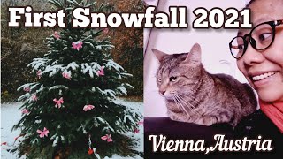 First Snowfall 2021 with lovely Mira 🐱❄🐈 Vienna Austria CatLover [upl. by Kcirddor]