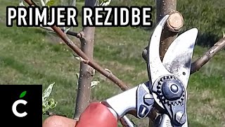 Orezivanje jabuke  2 godine kasnije  Apple tree pruning  2 years later [upl. by Ynnot]