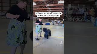 Bouvier des Flandres has a rough coat but a smooth personality Support PetzPaws at ⬇️ [upl. by Belle]