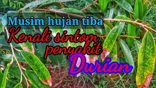 Mengenali penyakit kulat durian dan cara rawatanya [upl. by Elleynad]