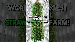 The worlds FIRST vertical berry farm that uses AI farming verticalfarming agriculture [upl. by Ytsirhk167]