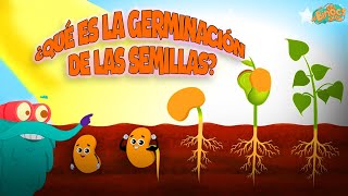 ¿Qué Es La Germinación De Semillas  Ciencias Cara Niños  Vídeo educativo  Educativos Para Niños [upl. by Eldreda]