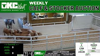 8132024  OKC West Calf and Stocker Auction [upl. by Nels]