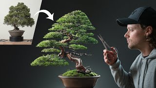 Restoring a Neglected Chinese Juniper Bonsai [upl. by Amethyst57]