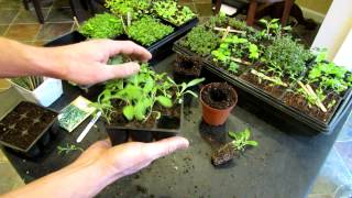 Three Minute Garden Tips Growing Sage Indoors from Seeds to Transplants The Rusted Garden 2013 [upl. by Llertnom]