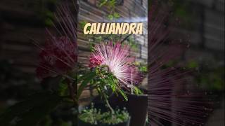 Calliandra brevipes Benth  Saiba mais 🌿 [upl. by Celle]