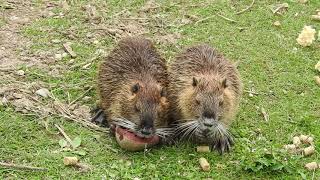 並んで餌を食べるヌートリアの子 Coypu 2017 0821 [upl. by Patrica]